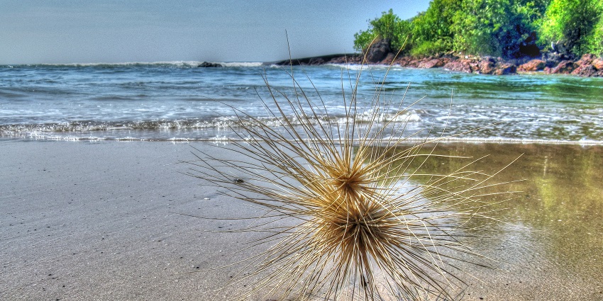 A glimpse of the sandy shores of Agonda Beach, a scenic place to explore in Goa.