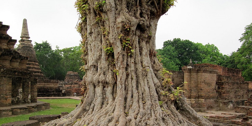 Image of a huge tree around old temple architecture surrounded - Ajan Vruksha is considered a holy site