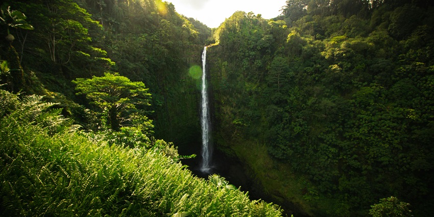 A stunning 442-foot waterfall in Hawaii, set within a lush rainforest state park.