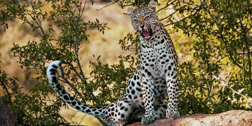 Image of Leopard Sitting on a Branch similar to at Kalba's Al Hefaiyah Conservation Centre