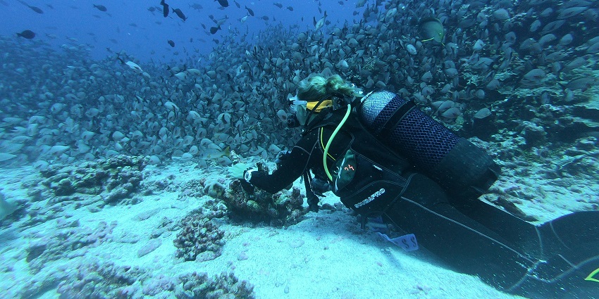 Image of a man diving on the sea - One of the most unique fishes to spot in Aluth Gala