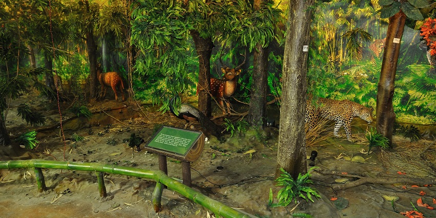 A panoramic view of the Amazon Rainforest Museum, surrounded by dense jungle and wildlife.