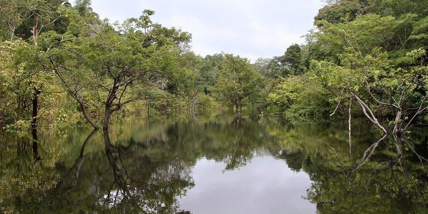 Amazon Rainforest trekking brings you face-to-face with exotic wildlife and rich biodiversity