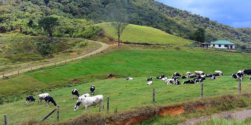 Ambewela Farm is a beautiful place to visit for cattles.