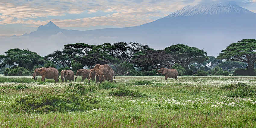 Image of Elephants roaming in Amboseli National Park, with Mount Kilimanjaro in view