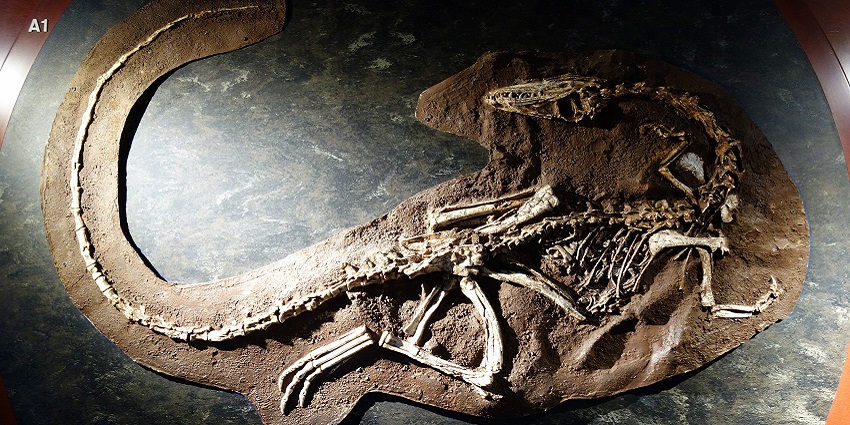 The American Museum of Natural History, showcases wide variety of fossil collection