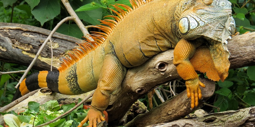 Experience up-close encounters with fascinating reptiles in a safe environment