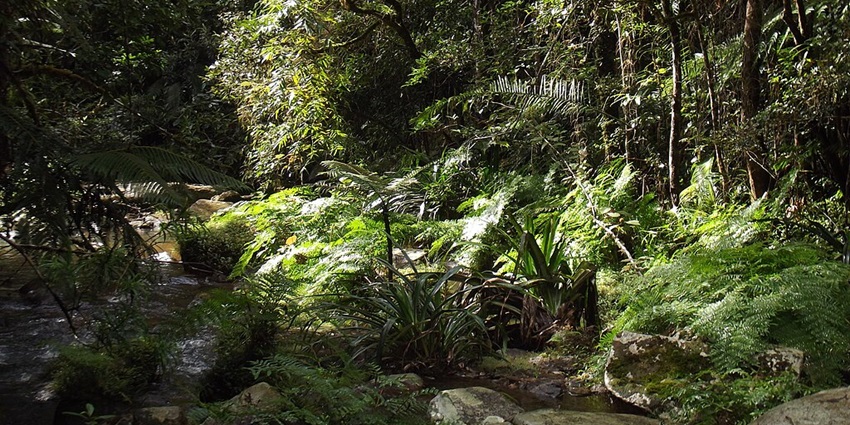 Breathtaking view of Andasibe-Mantadia National Park, a famous place to visit nearby