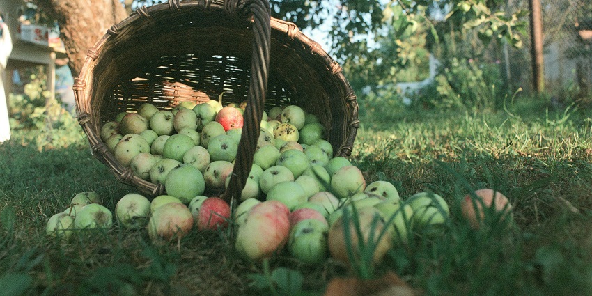 Apple Orchard Resort will give you the chance to walk through the beautiful orchards.