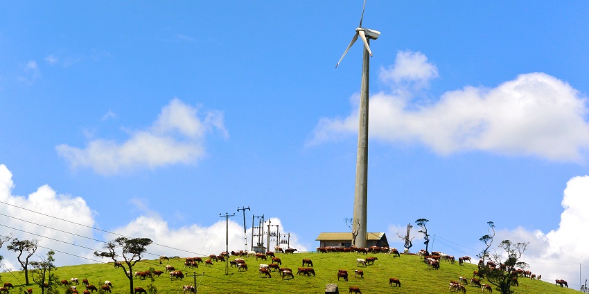 Cows grazing on the green hills of Ambewela Farms under a blue sky with a wind turbine