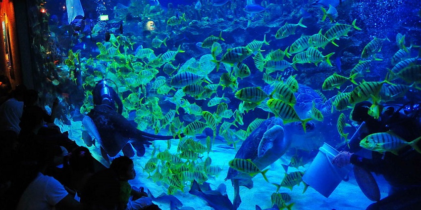 A picture of a huge aquarium at Aquaria KLCC, the underwater adventure destination.