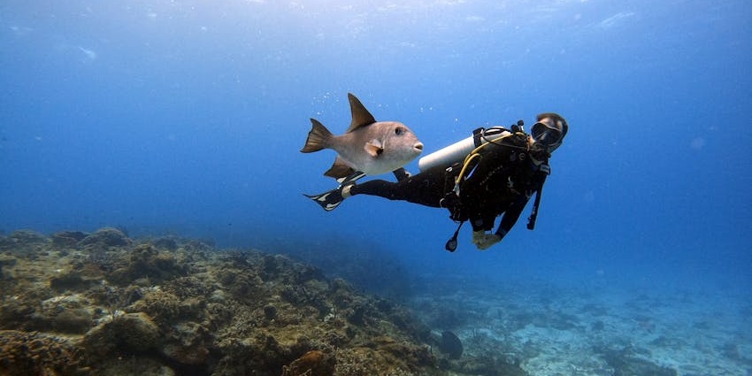 A scuba diver enjoys an underwater moment with a fish at Aride Bank.