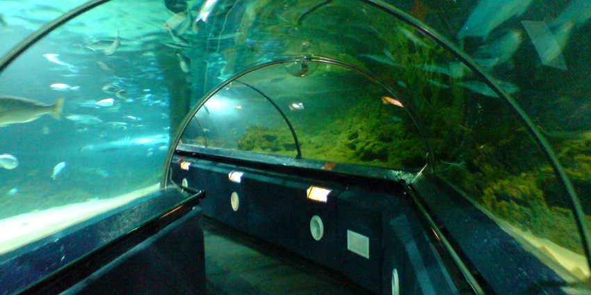 Witness exciting feeding sessions and educational talks at SEA Aquarium Singapore.