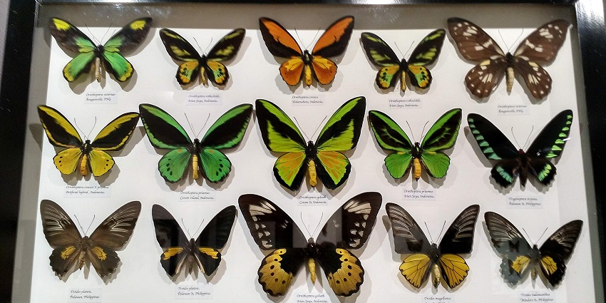 A view of different species of butterflies displayed at the Australian Butterfly sanctuary