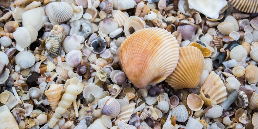 An image showing oyster shells similar to those at Bailey-Matthews National Shell Museum & Aquarium.