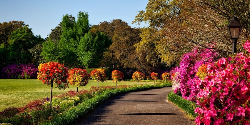 An image of a garden path adorned with flowers, greenery, and clear blue skies, similar to the Balfour Garden, Mauritius.