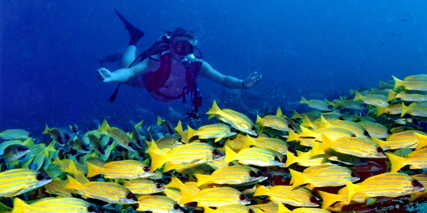 A famous dive site with vibrant coral formations, diverse marine species, and thrilling underwater caves.