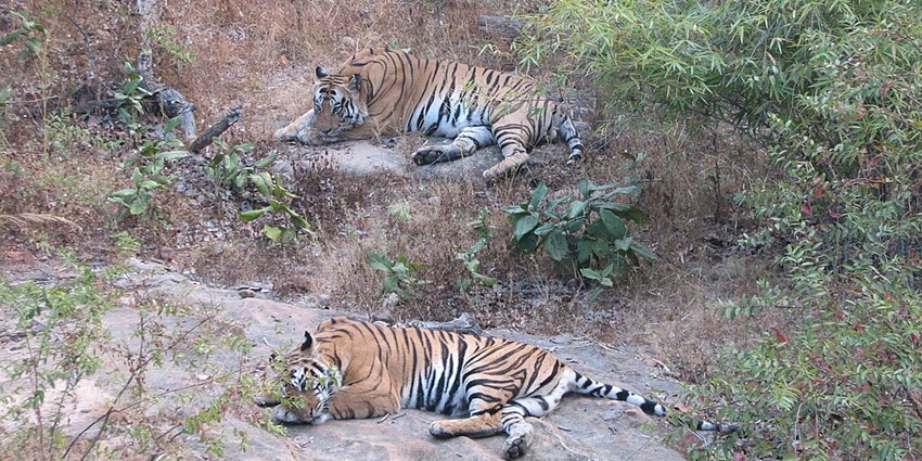 An image of tigers in Bandhavgarh National Park, one of the tiger wildlife sanctuaries in India