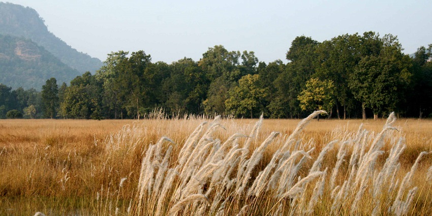 An image of Bandhavgarh National Park, with tall wetland grass and towering mountain in the background