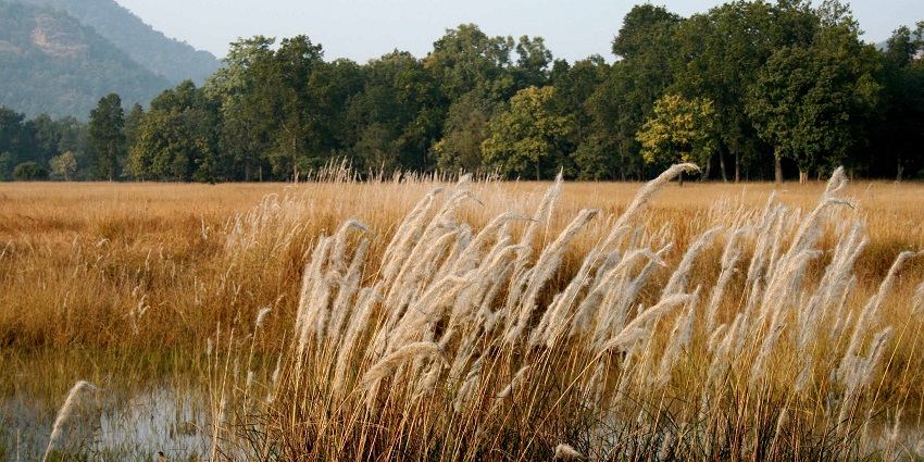 An image of Bandhavgarh National Park in Madhya Pradesh, one of the places to go camping in India
