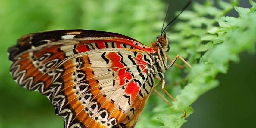A view of the colourful butterflies at the Banteay Srey butterfly centre in Cambodia