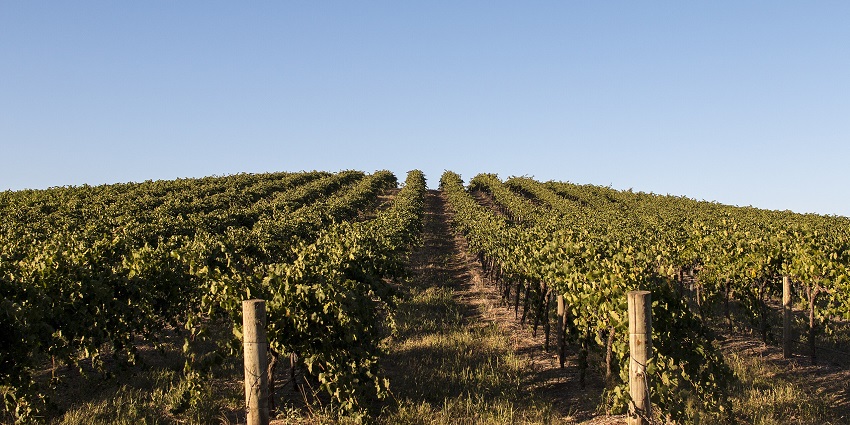 Beautiful vineyard in Barossa Valley is a top attraction among the best places to visit in Adelaide.