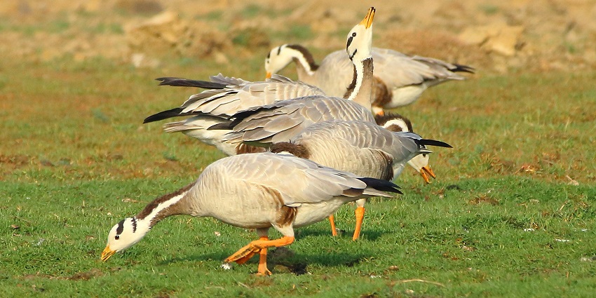 An image of Basai Wetlands most searched lake in Gurgaon for wildlife lovers seeking serene birdwatching and nature exploration