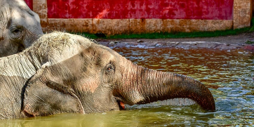 An Elephant is seen bathing on a sunny day at the Elephant Sanctuary Phuket, Thailand.