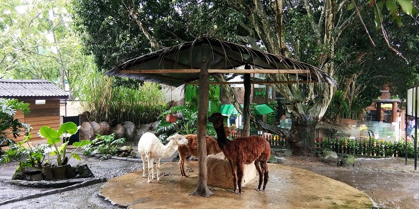 Discover exotic wildlife and interactive attractions at one of top zoos in Asia.