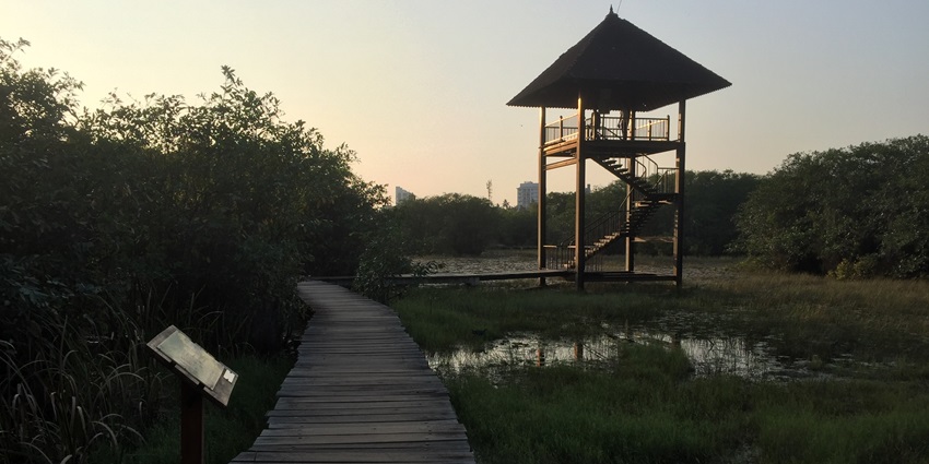 Wooden pathways amidst lush greenery at Beddagana Wetland Park, ideal for relaxing.