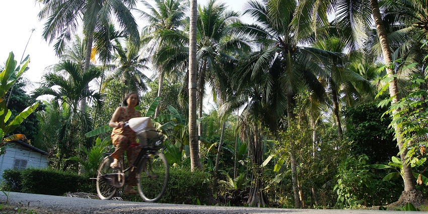 Image of a coconut forest in Ben Tre, one of the top places to visit in Mekong Delta.