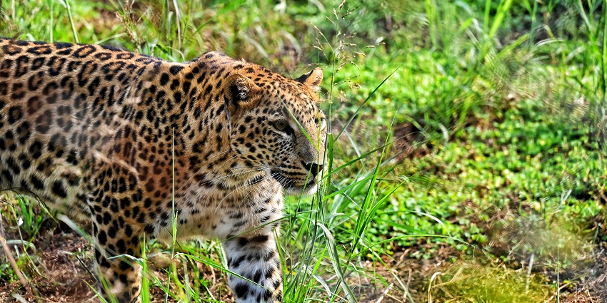 Benog Wildlife Sanctuary, is an ecological gem situated near Bhadraj Temple.