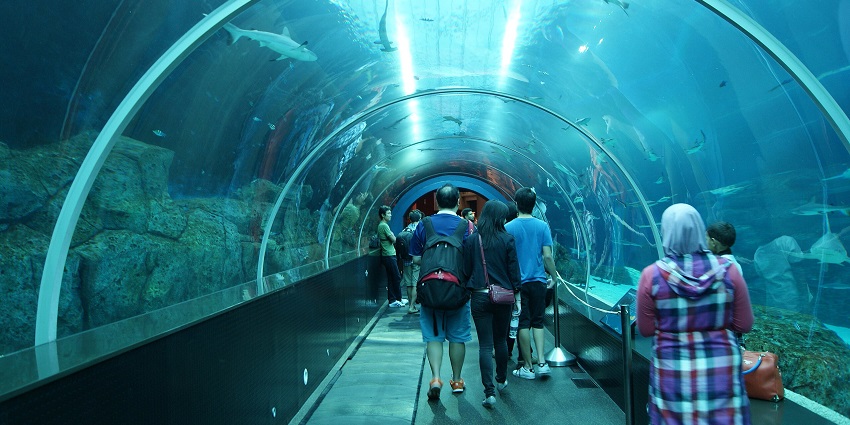 Step into an enchanting underwater realm filled with majestic sharks, rays, and vibrant coral reefs
