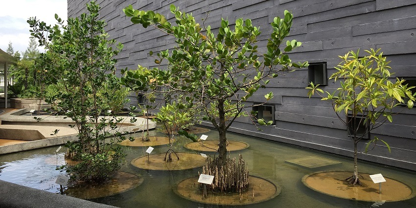 Display of various plantations at the Lee Kong Chian Natural History Museum