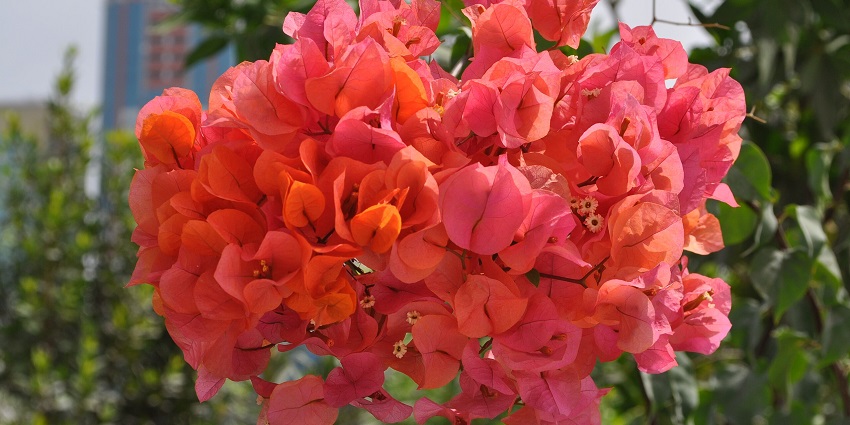 The best time to visit Al Noor Island Sharjah is from October to April to see beautiful bougainvillea flowers.
