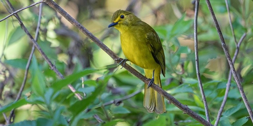 A view of yellow-browed bulbul in Sinharaja Rainforest near Deniyaya, Sri Lanka.