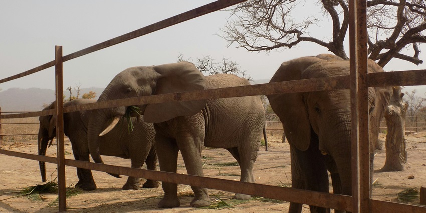 November to April is the best time to visit the Elephant Sanctuaries Phuket, Thailand.