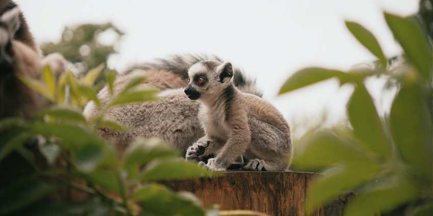 An image of a lemur in the Lemurs Park near Antananarivo, Madagascar.