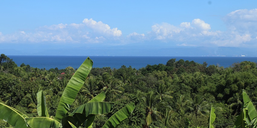 Lush landscape with banana trees, dense green forest, and a calm sea under a bright sky.