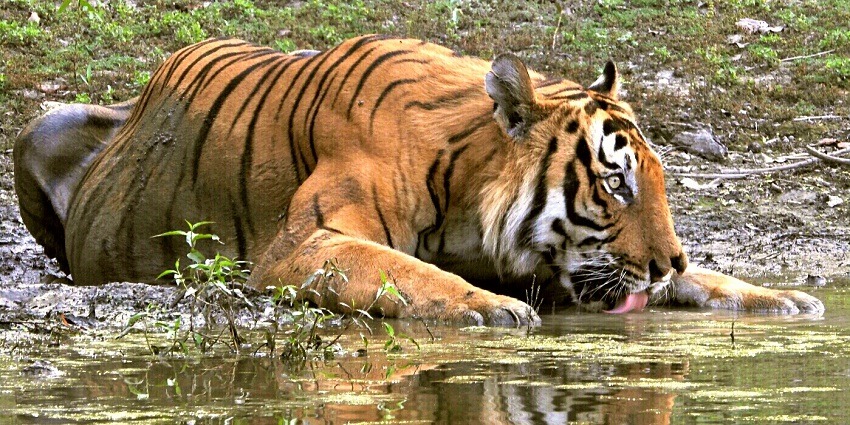 A tiger submerged in a pool of water, drinking, with its reflection visible in the water.