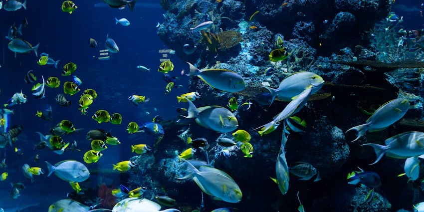 A breathtaking scene of Sea Life Bangkok Ocean World with colourful marine creatures and lit-up aquarium tunnels.