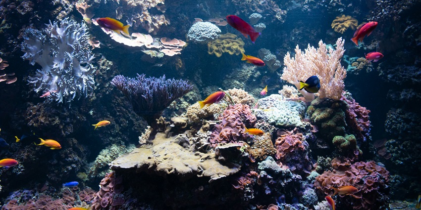 Visitors enjoying their time at Sea Life Sydney Aquarium on a bright, sunny day.