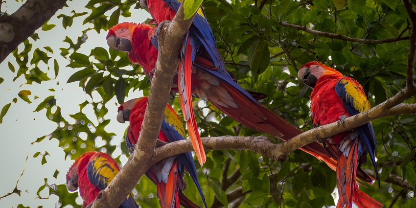 The best time to visit Copán Ruinas is from November to April when the weather is good.