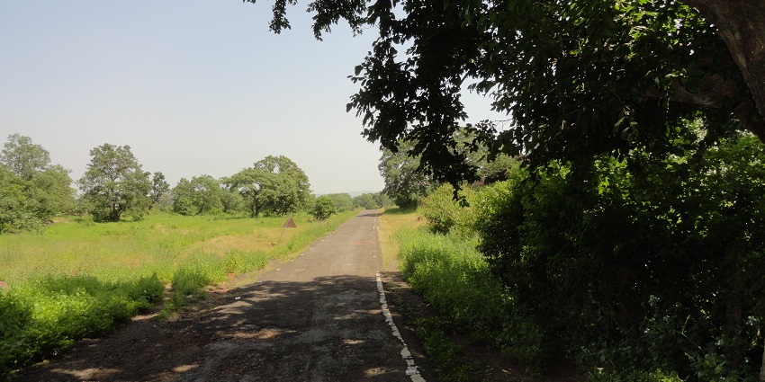 A scenic pathway leading into the jungle, surrounded by dense greenery and tall trees