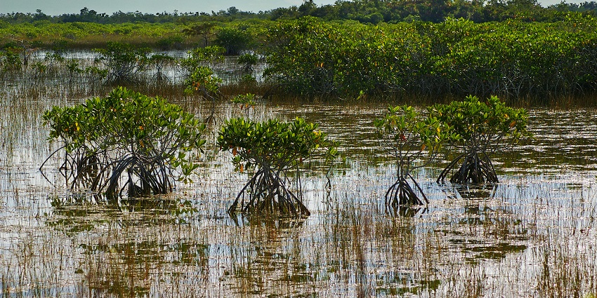 An image of Everglades National Park, showing visitors exploring the park