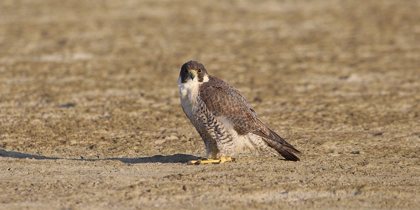 A peregrine falcon sitting on the dry lake bed of the Sambhar Salt Lake in Rajasthan