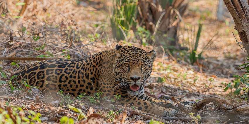 An image of a leopard laying on the ground in a jungle with a fish in its mouth.