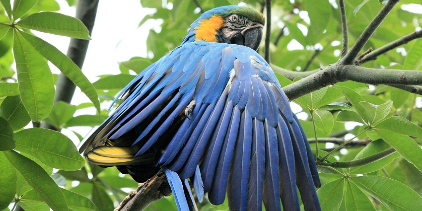 The best time to visit the Creek Park Bird Show is during the weekdays to glimpse dynamic performances.