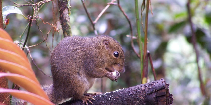 Mountain squirrels eating food were spotted while climbing Kinabalu, Malaysia