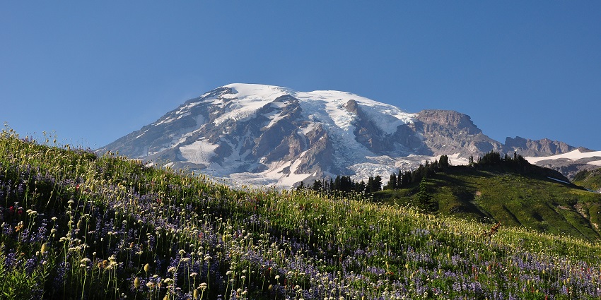 Mount Rainier i staten Washington, USA, med en blomstrende eng i forgrunden